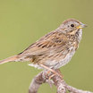Lincoln's Sparrow